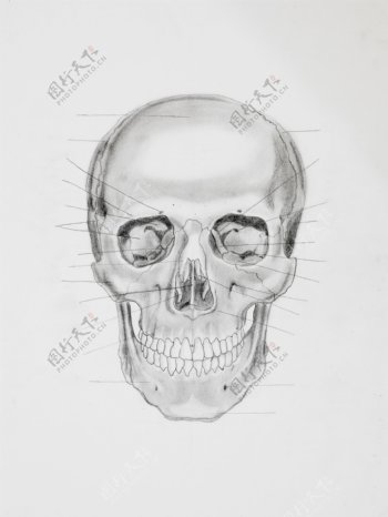 人体头部骨骼图片
