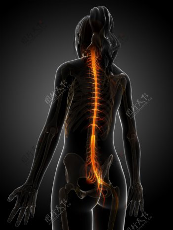 女性骨骼脊椎神经图片