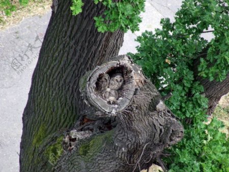 树洞里的猫头鹰幼崽