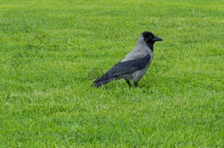 草地上的乌鸦