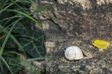 石头上的白色蜗牛
