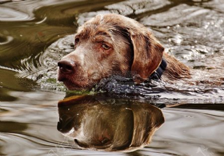 水面上的狗狗