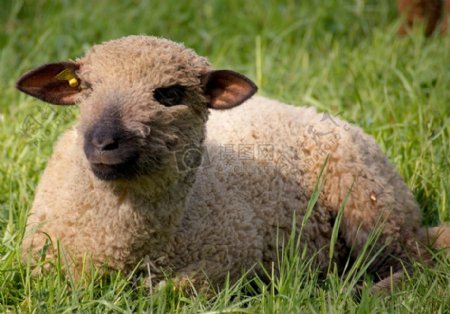 趴在草地上的羊
