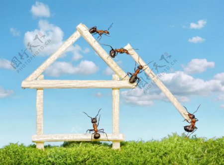 创意蚂蚁建房子图片