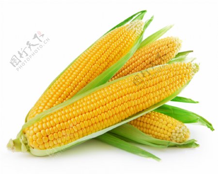 玉米棒子图片