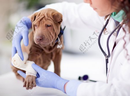 给宠物狗包扎伤口的美女兽医图片