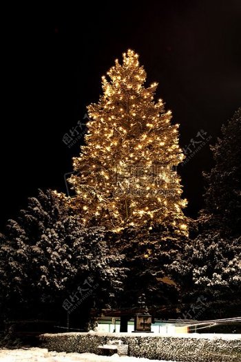 会发光的圣诞树