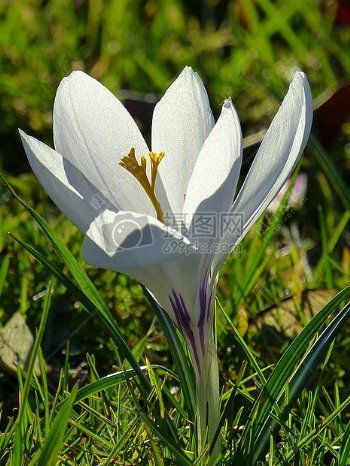 阳光下的白色兰花
