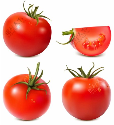 西红柿单个矢量图