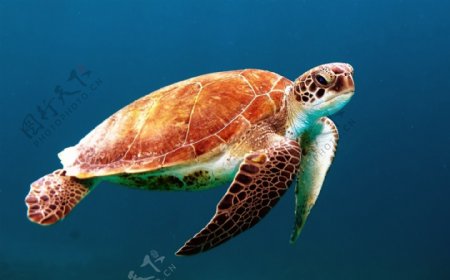 海洋生命乌龟