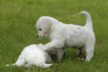 草地上两只玩耍的小狗