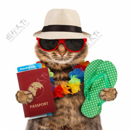 旅游度假的小猫