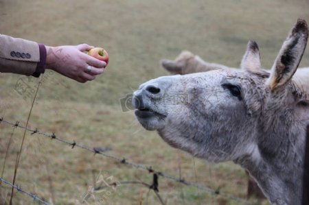 给动物喂苹果