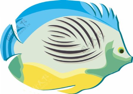 位图动物鱼海洋生物色彩免费素材