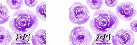 紫色水彩玫瑰的背景