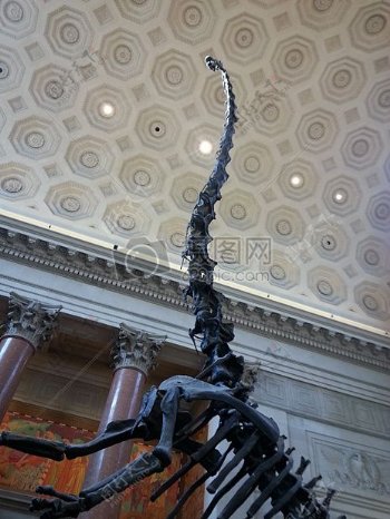 博物馆的恐龙