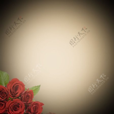 玫瑰花淘宝主图背景