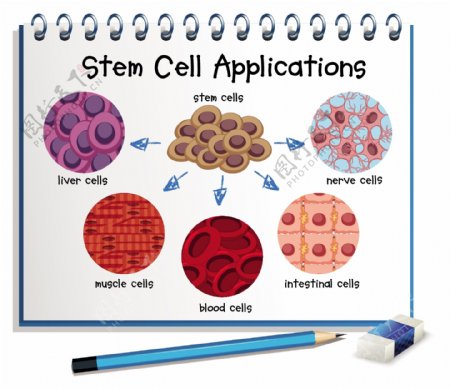 显示不同的干细胞的应用程序图