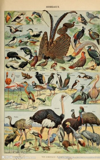 鸟类动物素材图