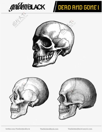素描解剖学颅骨结构