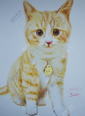 手绘彩铅小猫