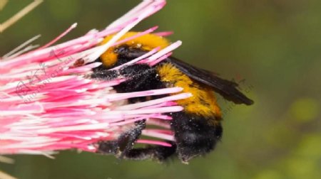 实拍花蕊上采蜜的蜜蜂视频素材