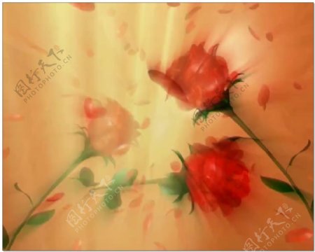 玫瑰花瓣视频素材