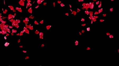 浪漫唯美玫瑰花瓣飞舞动态视频素材