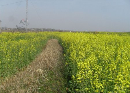 油菜花