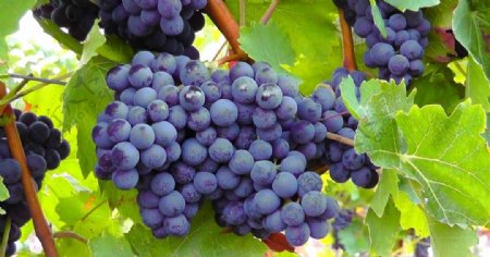蓝色收获季节的葡萄