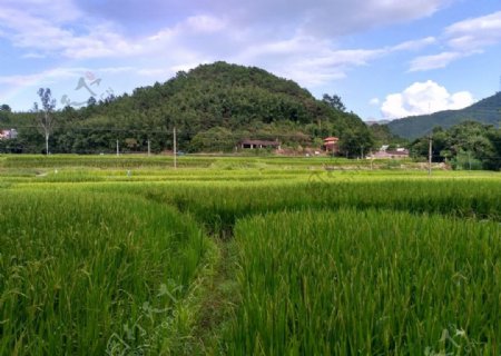 乡村田野