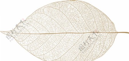 树叶矢量图