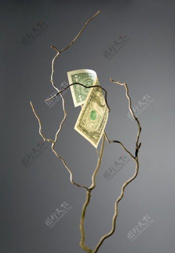 树干上美元