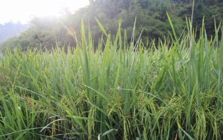 田园风光水稻