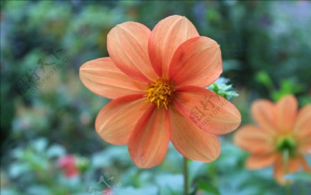橙色微距花朵摄影图