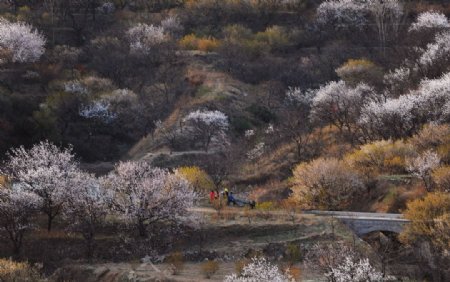 田园乡村树木山区