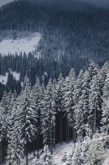 林海雪原