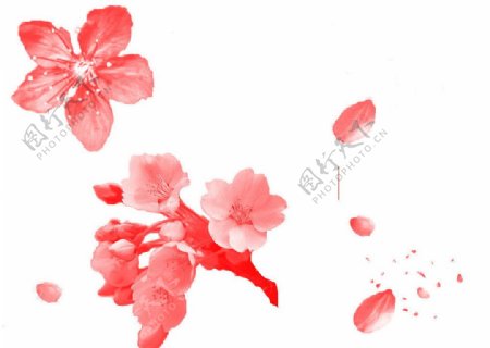 樱花及花瓣笔刷