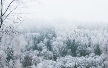 雪原美景