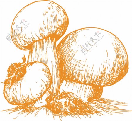 手绘素描蘑菇元素
