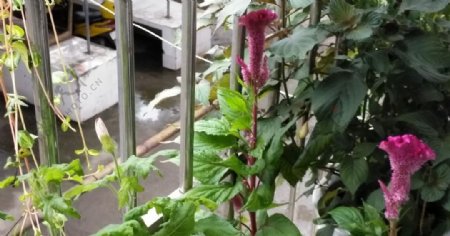 鸡冠花红花叁紫苏