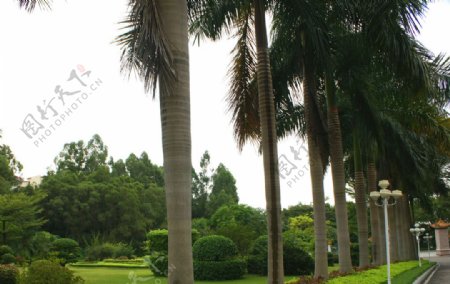 椰子树椰子公园