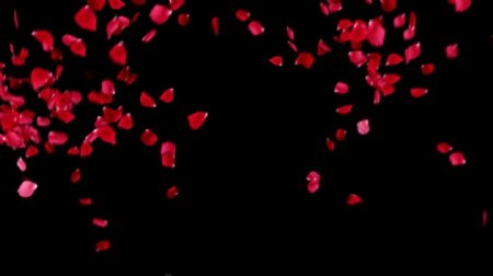 浪漫花瓣飞舞动态视频素材