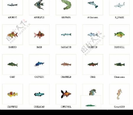 100多种鱼