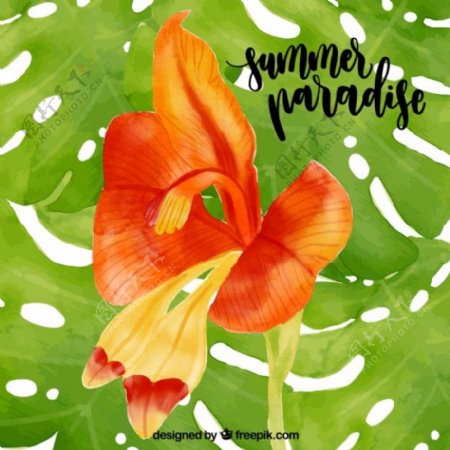 水的颜色夏日乐园热带花卉背景