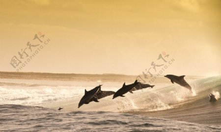 黄昏海豚跃出海面