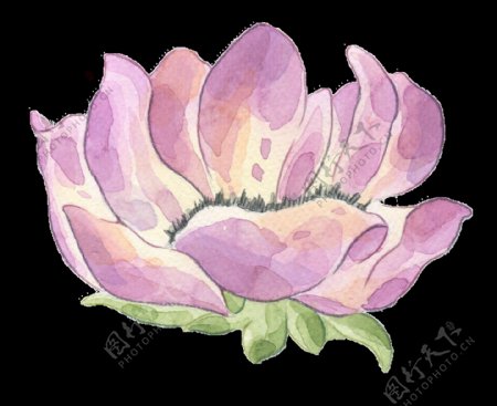 紫红花朵透明装饰图案
