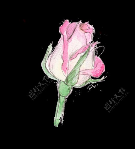 手绘绽开一半玫瑰花透明装饰图案