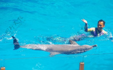 海豚侧泳