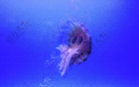 深海水母